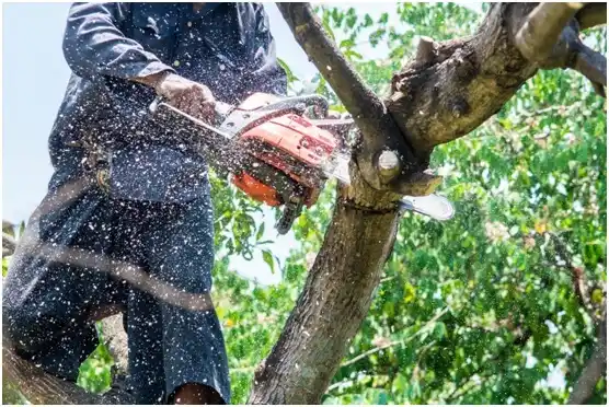 tree services Portland